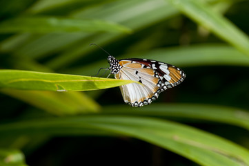 Plain Tiger Butterfly
