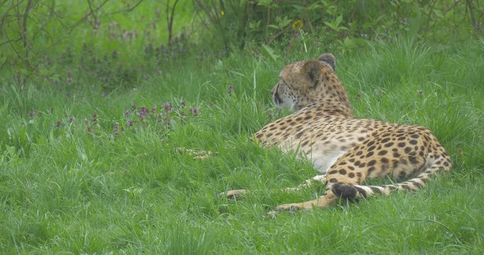 African Leopard Lying and Breathing Deeply in Zoo