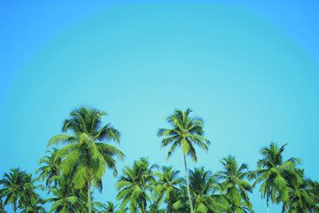 Naklejka premium Coconut palm trees at tropical beach vintage filter
