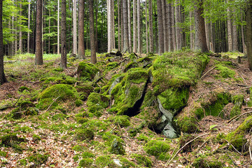 The primeval forest-HDR