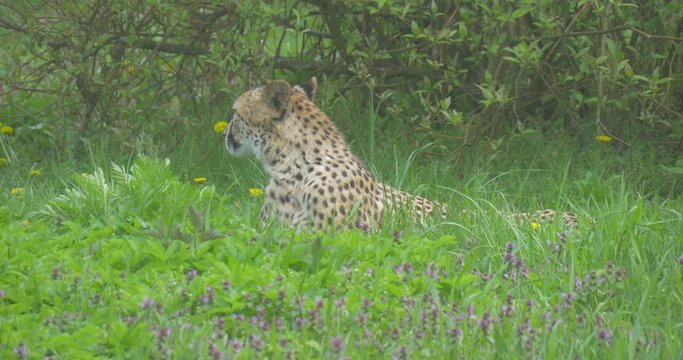 African Leopard Lies Resting and Looking Around