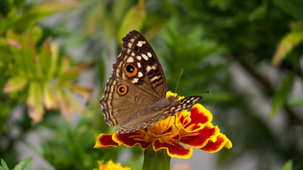 Butterfly Sucking Nectar