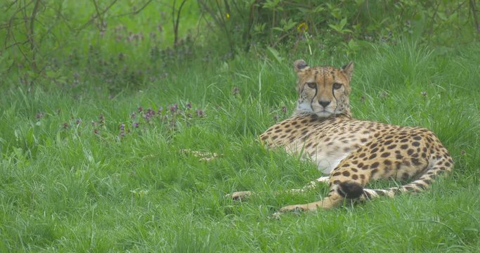 African Leopard Lies and Walks Away in Zoo