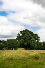 Fototapeta na wymiar Green Landscape in the Park with Blue Sky