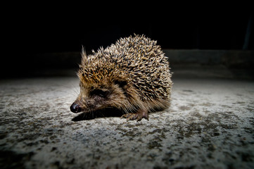 West European Hedgehog © underworld