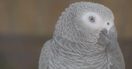 African Grey Parrot Sitting Still, Looks to the Right, Close Shot of the Head.