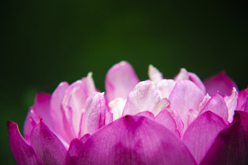 Fototapeta na wymiar Lotus flower closeup