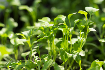 young plant of bog choy