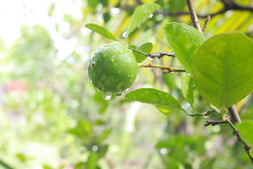 Fresh lime on the tree