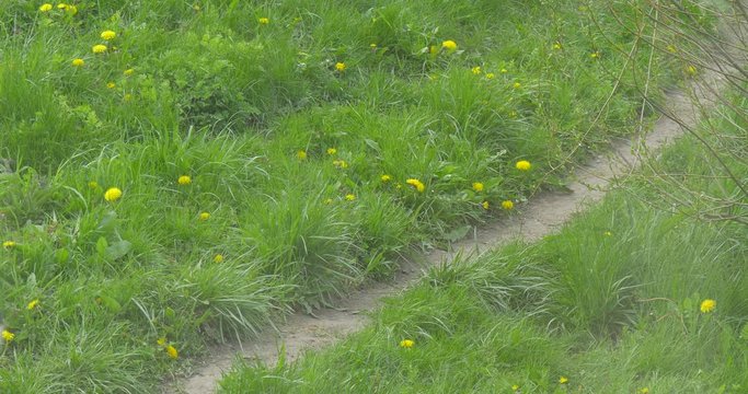 African Leopard Zoo Walking Along the Narrow Path Between the Green Fields Covered With Yellow Flowers