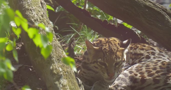 the Gepard in the Nature