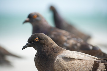 Las Palomas caminan en la playa.