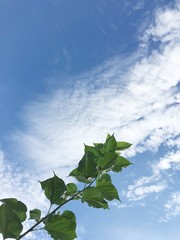 view sky by looking top tree and leaf for see sky,cloud,sun.