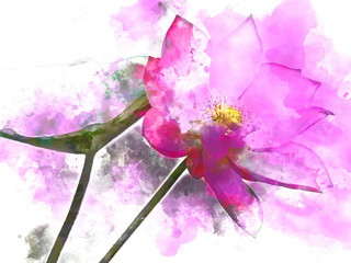 Lotus watercolor painting, digital illustration