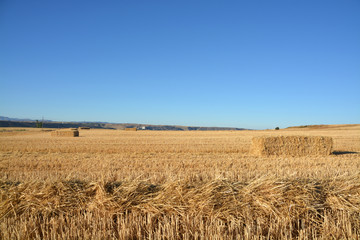 fardos de paja en un campo de cereales