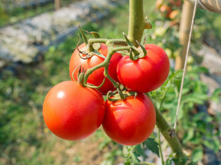 red ripe tomato on agricultural field