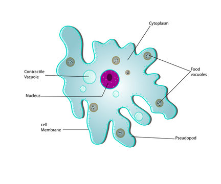 anatomy of a amoeba
