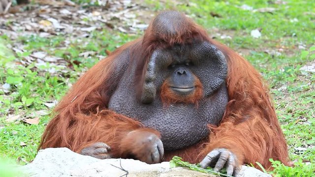 Orang Utan alpha seating in Thailand