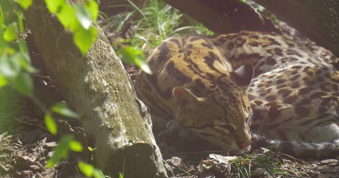 the Gepard in the Nature