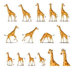 Obraz premium African Giraffe Isolated on White Background