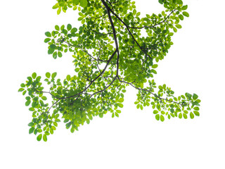 Fototapeta premium natural green leaves isolated on white