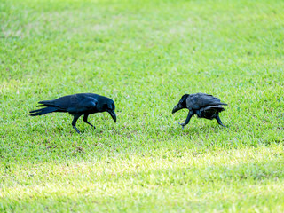 black crow bird on green grass, it can grow in big city