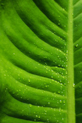 Water drops on green leaf