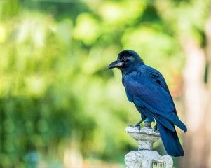 black crow bird on green grass, it can grow in big city