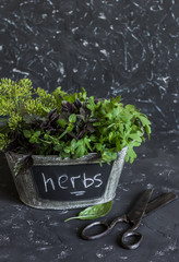 Fresh garden herbs - basil, arugula, thyme in a metal basket and old scissors on a dark background