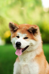 Naklejka na ściany i meble Vertical portrait of one puppy teenager dog of japanese breed akita inu with long white and red fluffy coat sitting outdoors on green grass on summer sunny day