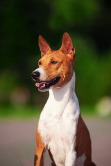 Vertical portrait of one dog of basenji breed with short hair of red and white color, sitting outside with green background on summer.