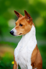 Vertical portrait of one dog of basenji breed with short hair of red and white color, sitting outside with green background on summer.