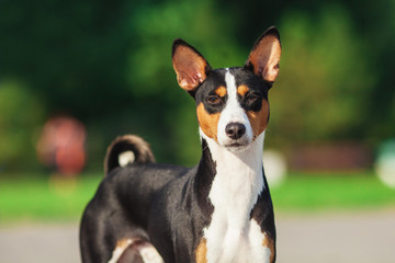 Naklejka na ściany i meble Horizontal portrait of one dog of basenji breed with short hair of tricolor black, white and red color, standing outside with green background on summer.