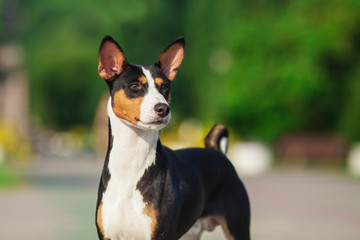Horizontal portrait of one dog of basenji breed with short hair of tricolor black, white and red color, standing outside with green background on summer.
