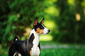 Horizontal portrait of one dog of basenji breed with short hair of tricolor black, white and red color, standing outside with green background on summer.