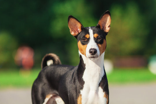 Horizontal portrait of one dog of basenji breed with short hair of tricolor black, white and red color, standing outside with green background on summer.