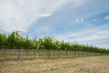 Cherry tree with ripe cherries ready to be picked and harvest