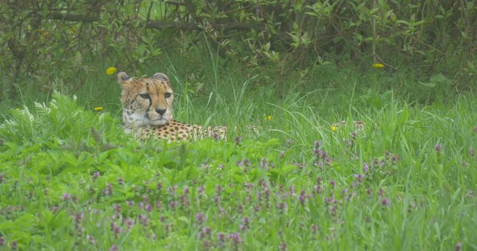 African Leopard Lies Resting and Smelling the Air