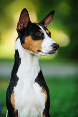 Naklejka na ściany i meble One dog of basenji breed with short hair of tricolor black, white and red color, sitting outside with green background on summer.