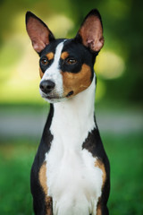 Vertical portrait of one dog of basenji breed with short hair of tricolor black, white and red color, sitting outside with green background on summer.