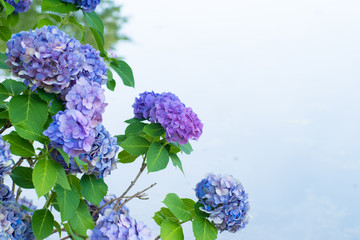 Blue and purple hydrangea 