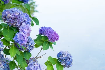 Papier Peint photo Lavable Hortensia Hortensia bleu et violet