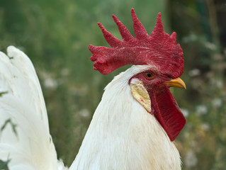 Portrait of a white rooster in profile