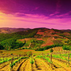 Fototapeta premium Vineyard in Italy