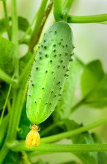 Growing green cucumber