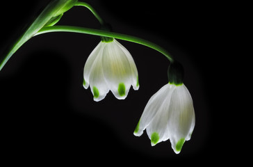 Glowing Snowdrop flowers isolated on black background