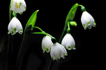 Obraz premium Glowing Snowdrop flowers isolated on black background