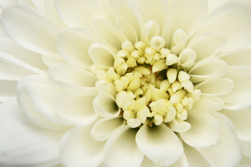 daisy flower on background and macrostyle