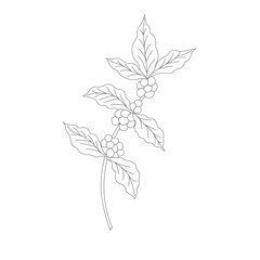 Coffee branch, plant with leaf, berry.  Vintage drawn engraving illustration on white background for shop and cafe