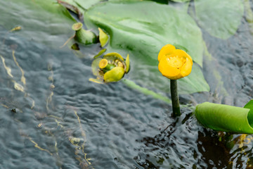 Yellow Nuphar lutea flower